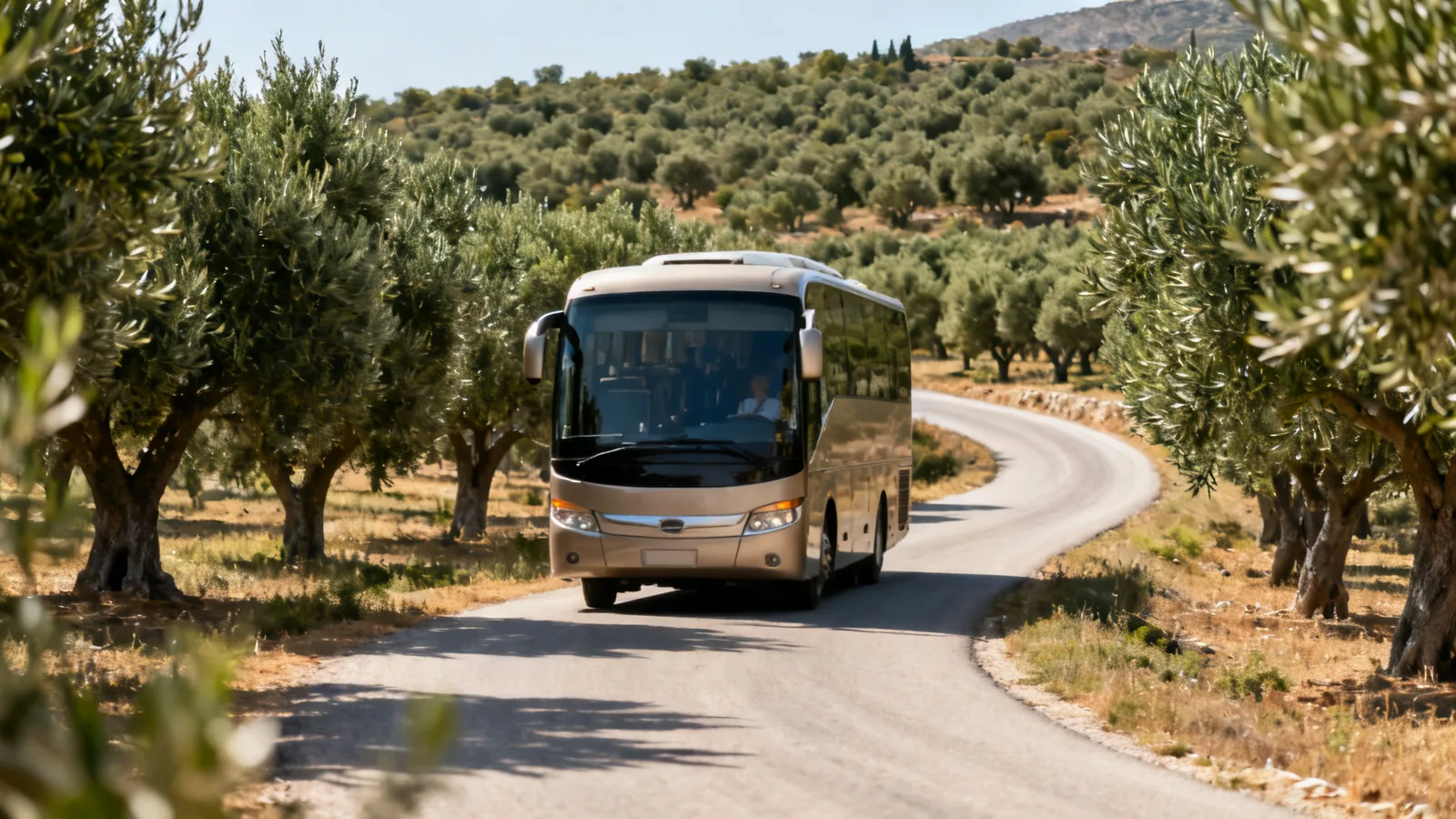 An unbranded coach passing olive groves